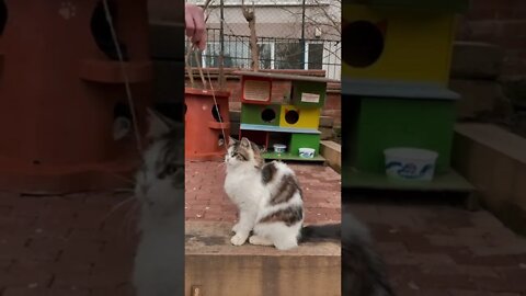 KUCING LUCU #PART 34