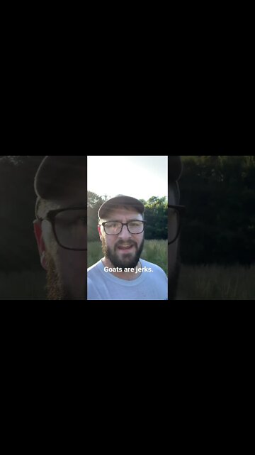 Goats are jerks #shorts