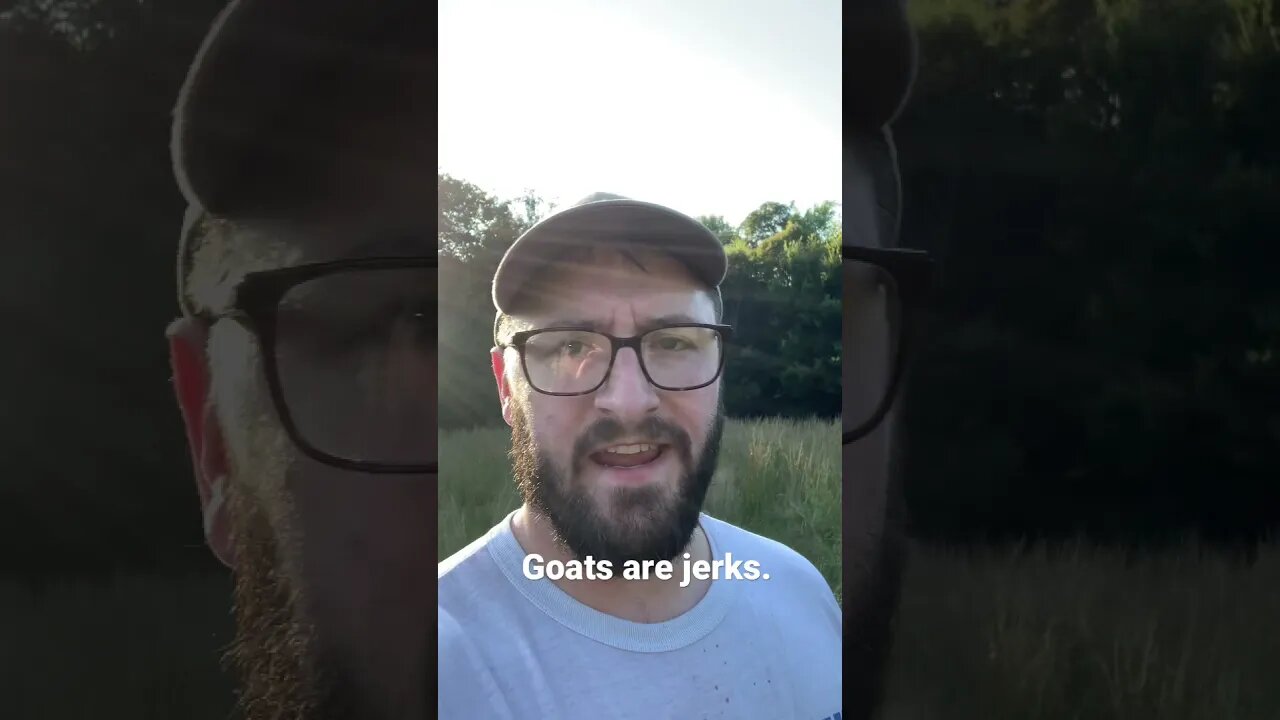 Goats are jerks #shorts