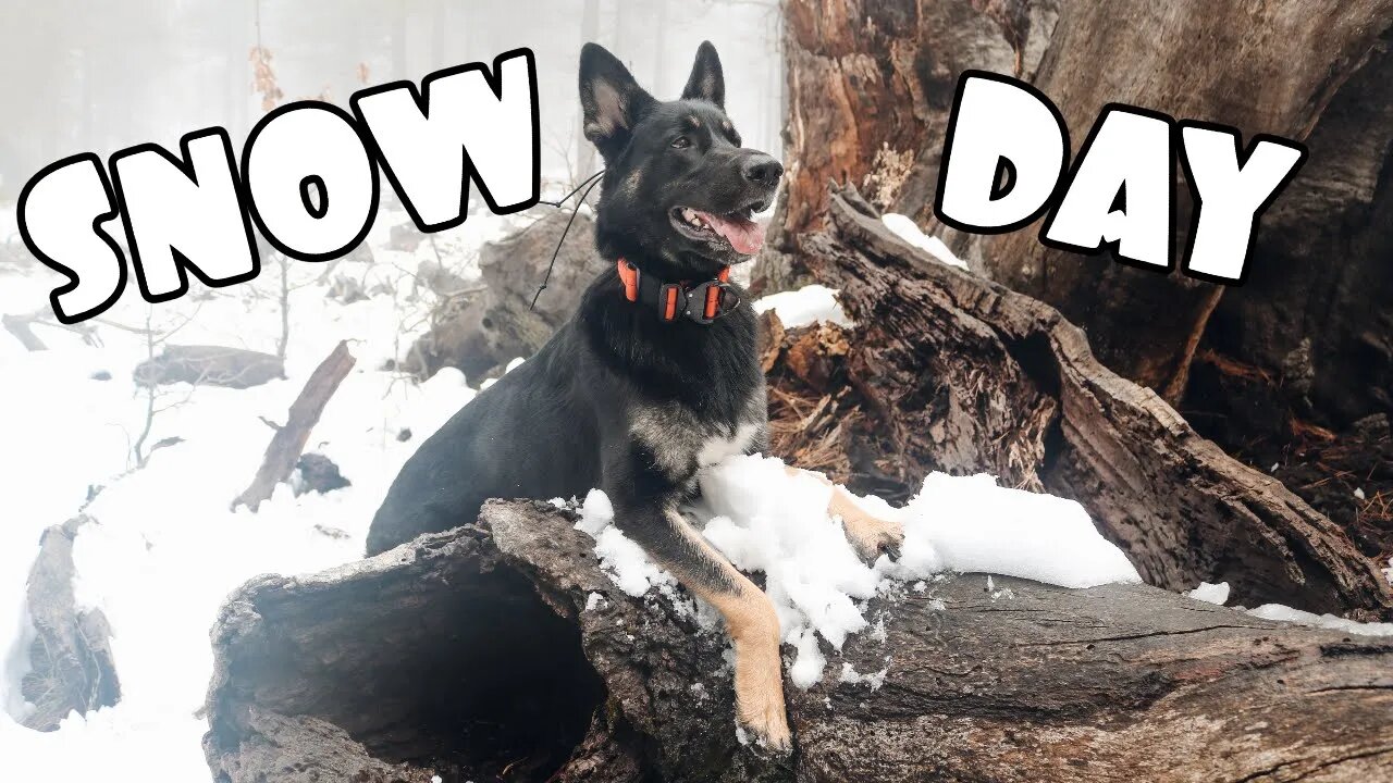 Mt. Laguna Snow Adventure With My German Shepherd - Quarantine Vlog