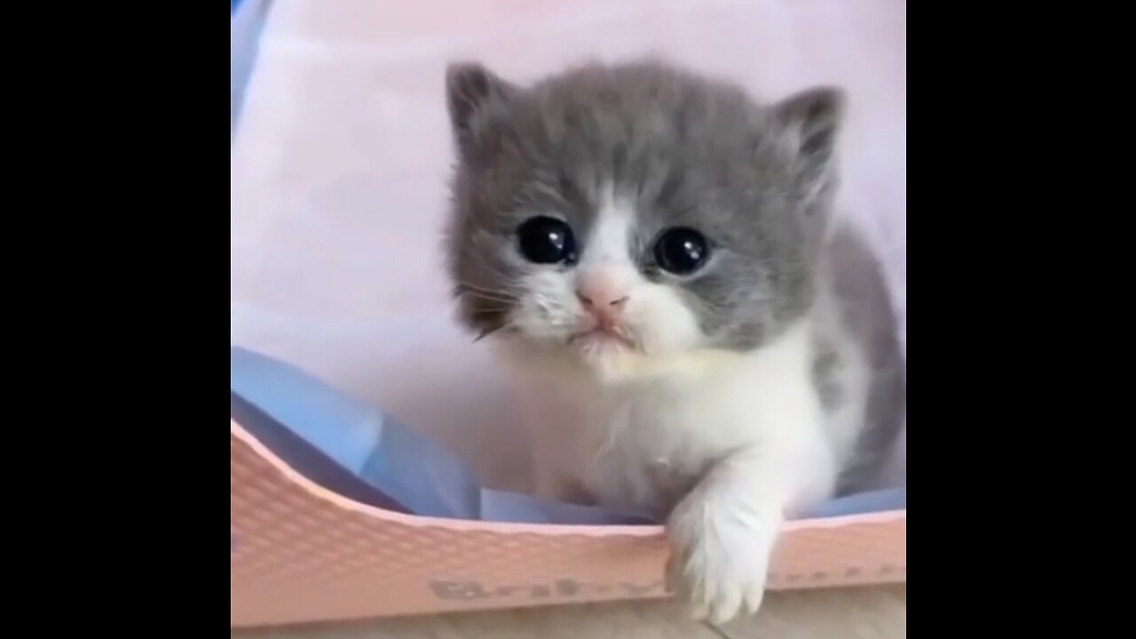 CAT πΈ video π in pakistan π΅π°πΌπ