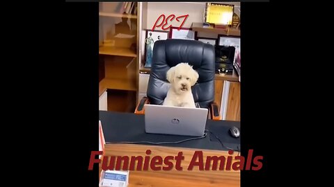 New Funny Animals 😂 Funniest Cats and Dogs Videos 😺🐶