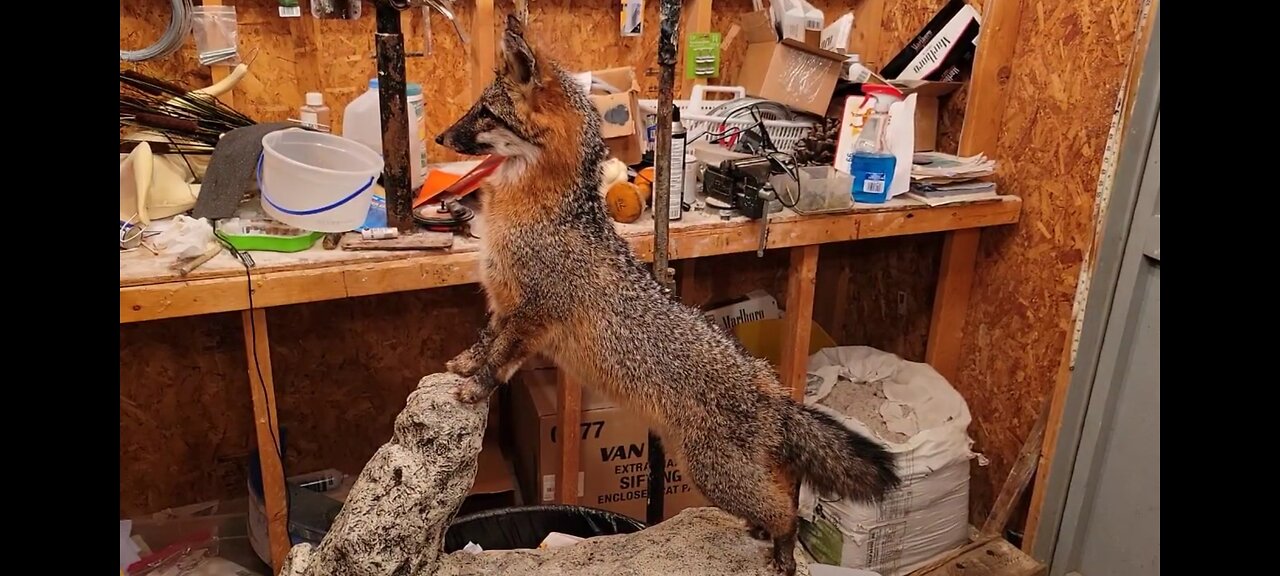 How to Mount a Gray Fox A-Z