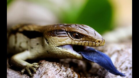 Lizard Skinks