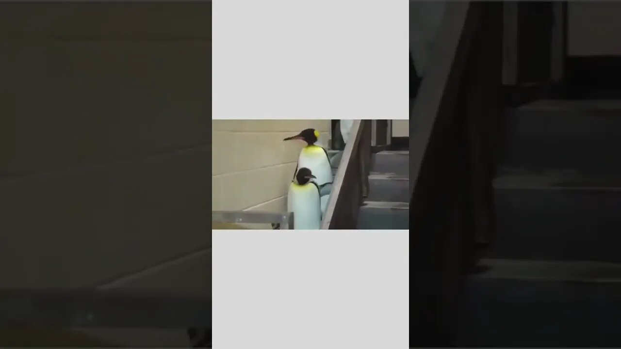 Looks like someone didn’t get the tuxedo memo…🐧🐧🤵🏻🕴️😂😂