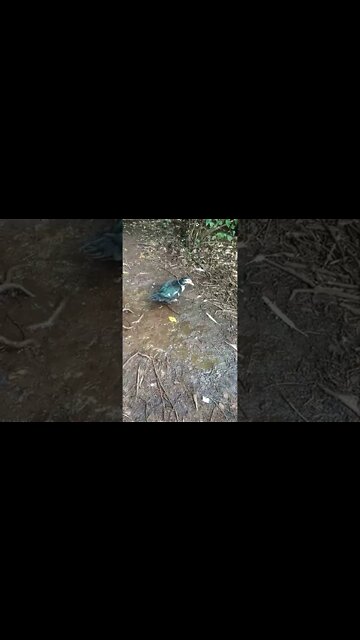 Muscovy Girl, 9th March 2022