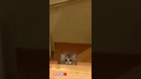 funny cat videos cute cat videos cute animals funny cats #shorts #shortsfunny #cutecat #funnycat