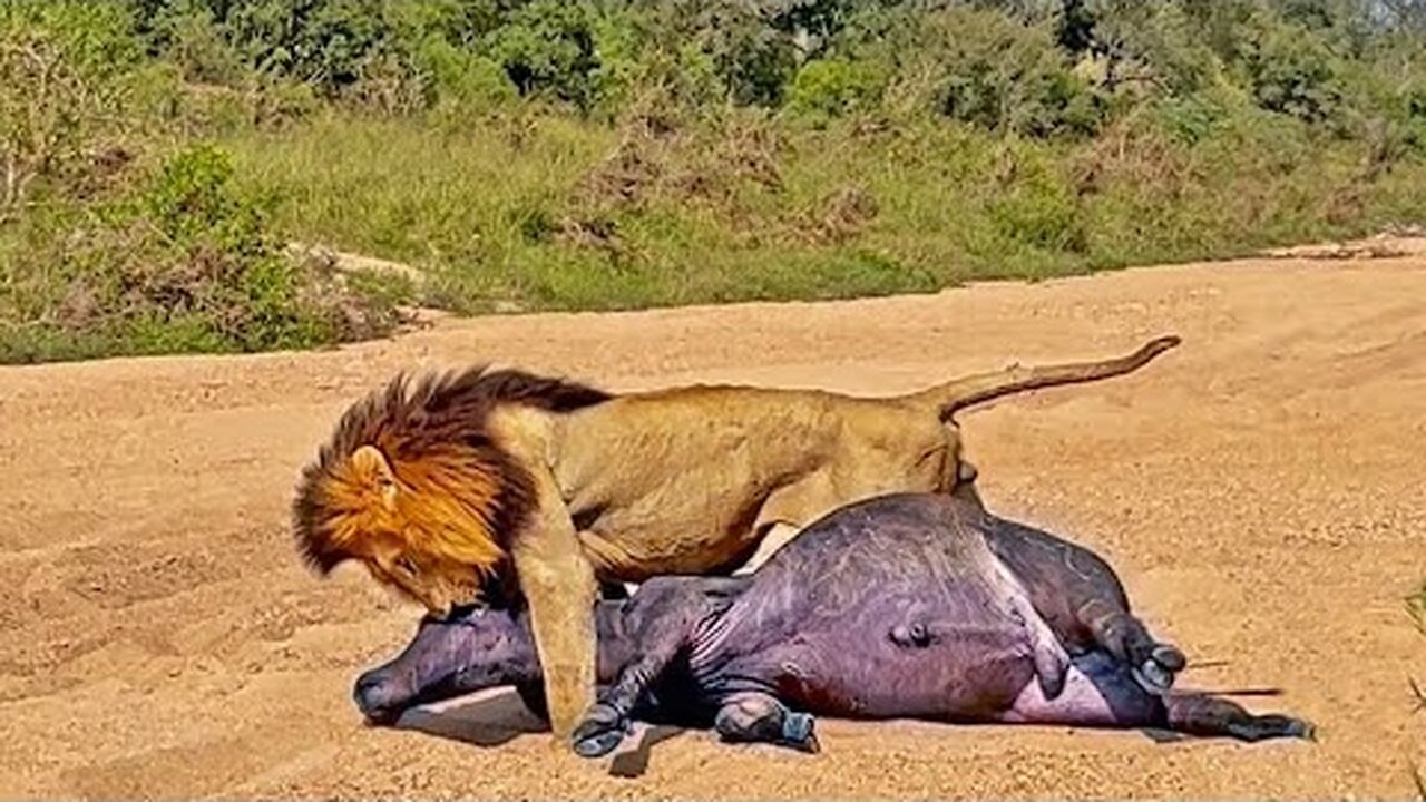 Lion Drags Entire Buffalo Across River