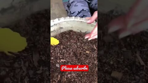 A Bug Free Plant is a HAPPY PLANT 🌱 #shorts