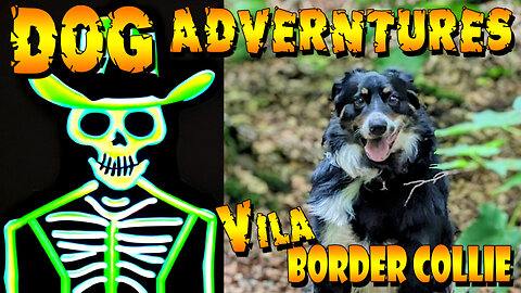 Dog Adventures - Vila, 2yr old Border Collie