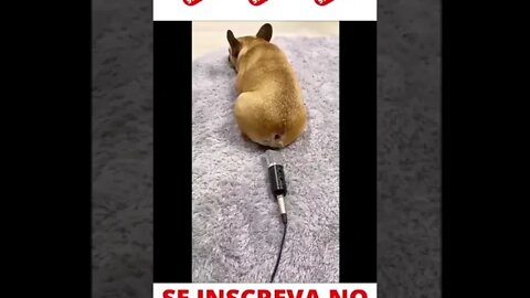 Cachorro soltando peido kkk #shorts