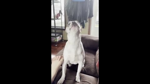 Dog With Rapid Fire Tounge