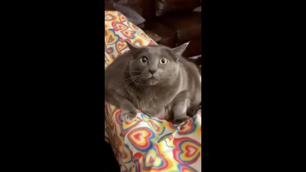 Silly cat is funny