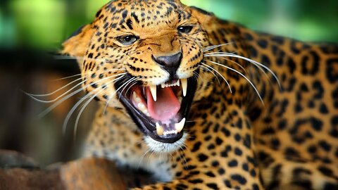 Leopard on the loose injures six while prowling around school in India - BBC News
