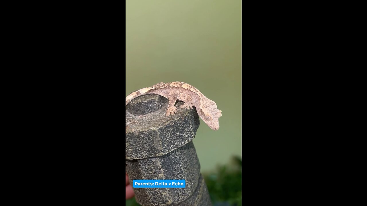 High White Crested Gecko! 🦎👀