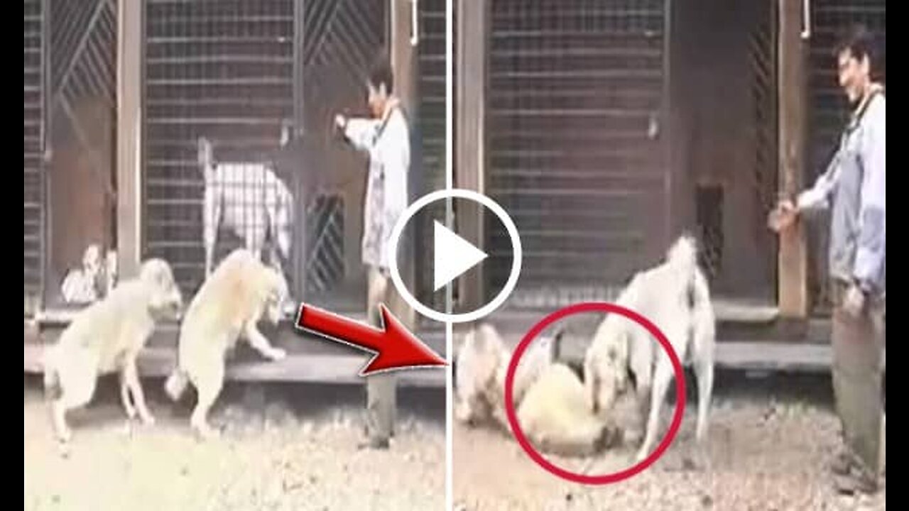 Alabai Shepherd Dog Vs Wolves