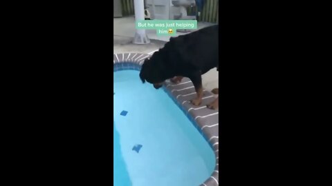 Dog Helps Frog