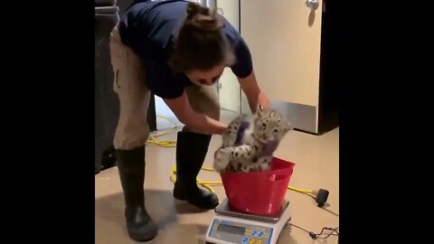 Leopard getting weighed