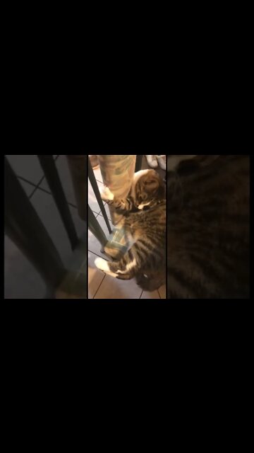 Cats love using their claws