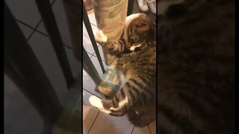 Cats love using their claws