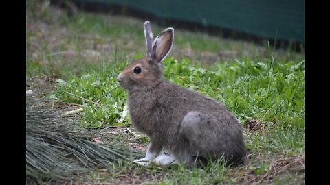 # 141 The Fake Moon Landing?