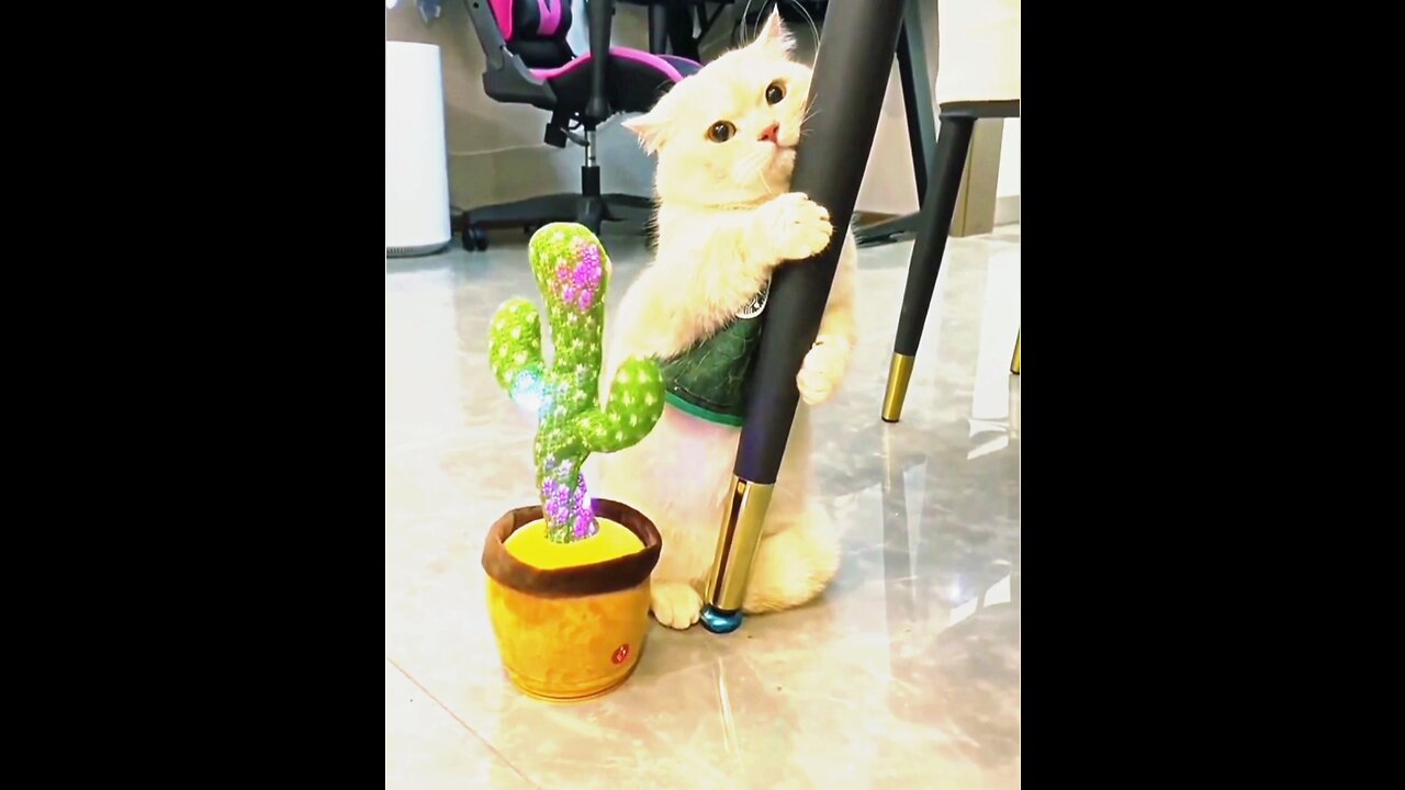 Cute Cat Playing with Cactus, funny video