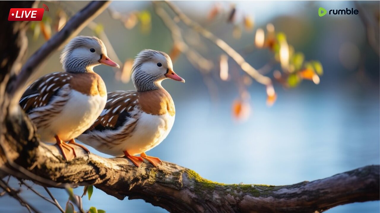 Autumn Nature Soothing Sound for Study and Sleep