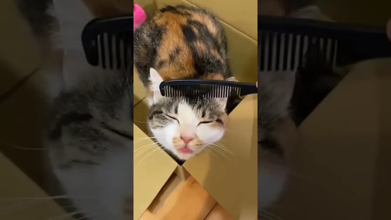 Funny Animals 157 funnycontent707