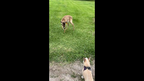 A Deer And A Dog