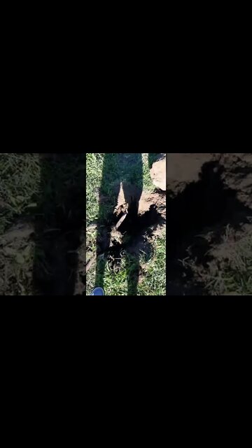 #rockout #ohhighbud #strangedanimal #farmlife