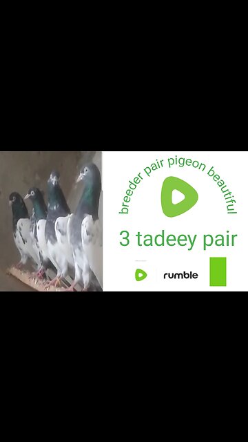 Sath waly tadeey pigeon beautiful