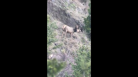 Elk