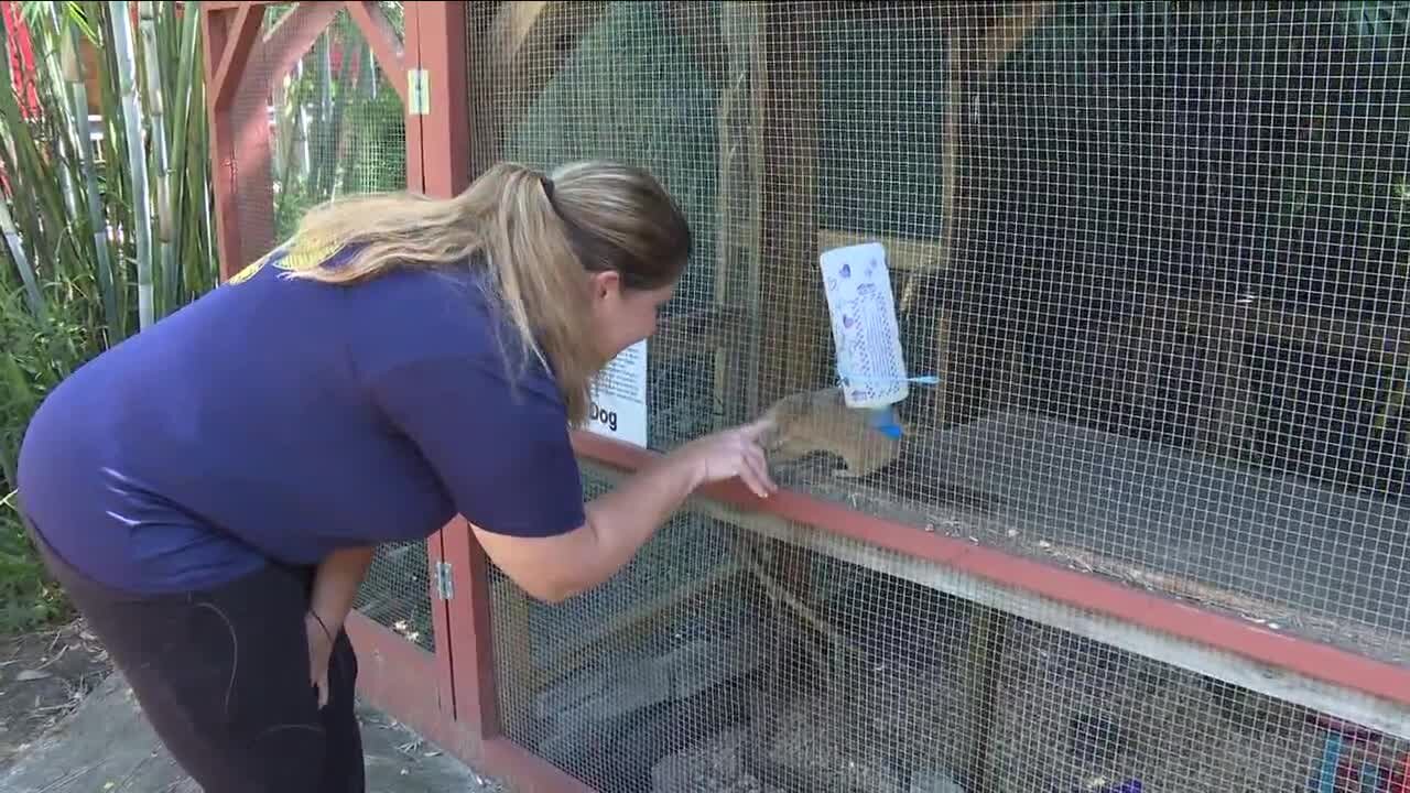 Community helps nonprofit animal sanctuary cleanup after Ian