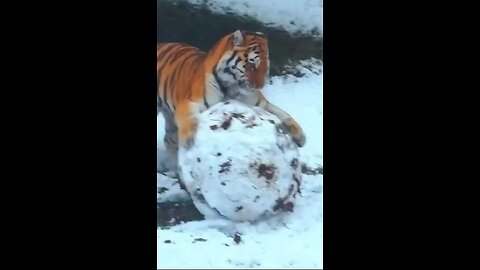 Tiger playing