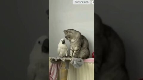 cute cat videos 😹 funny videos 😂♦️