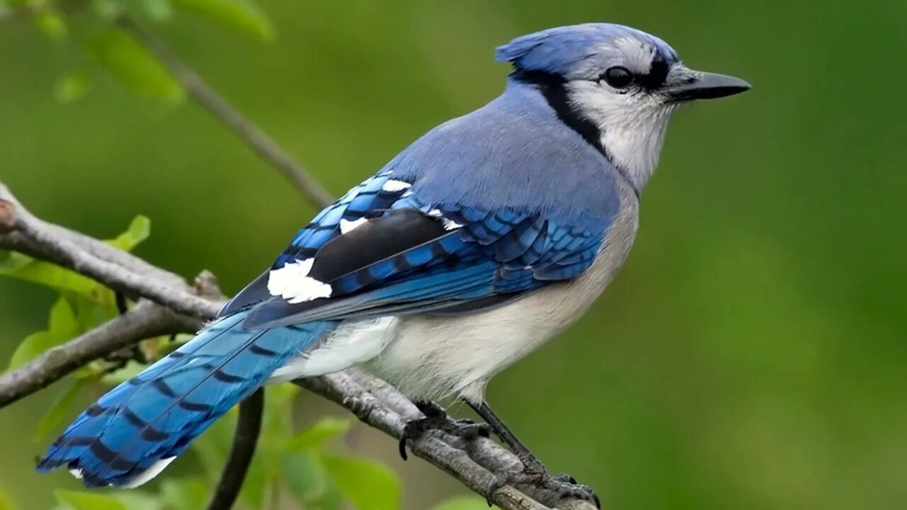 Bird sounds for relaxation | Nature sounds & music for meditation | Bird chirping and singing