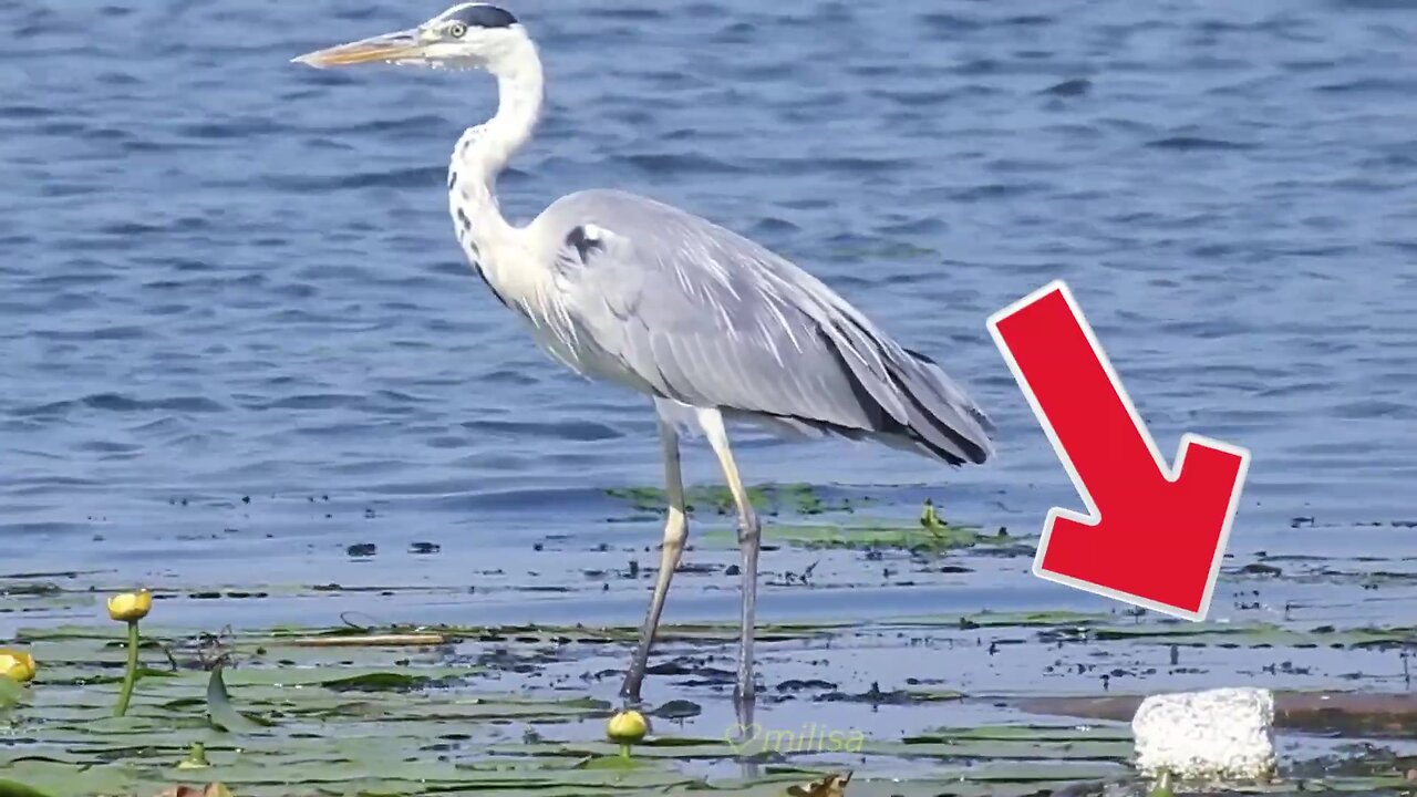 Nature. Funny animals.😉 A smart heron used a board to float on the river.