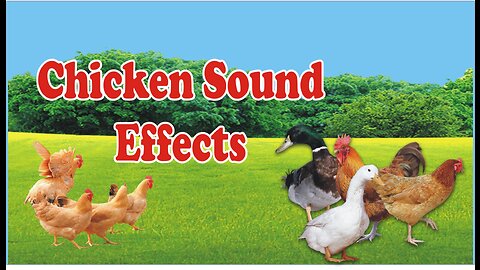 chicken clucking sound effect | Hen Forming birds