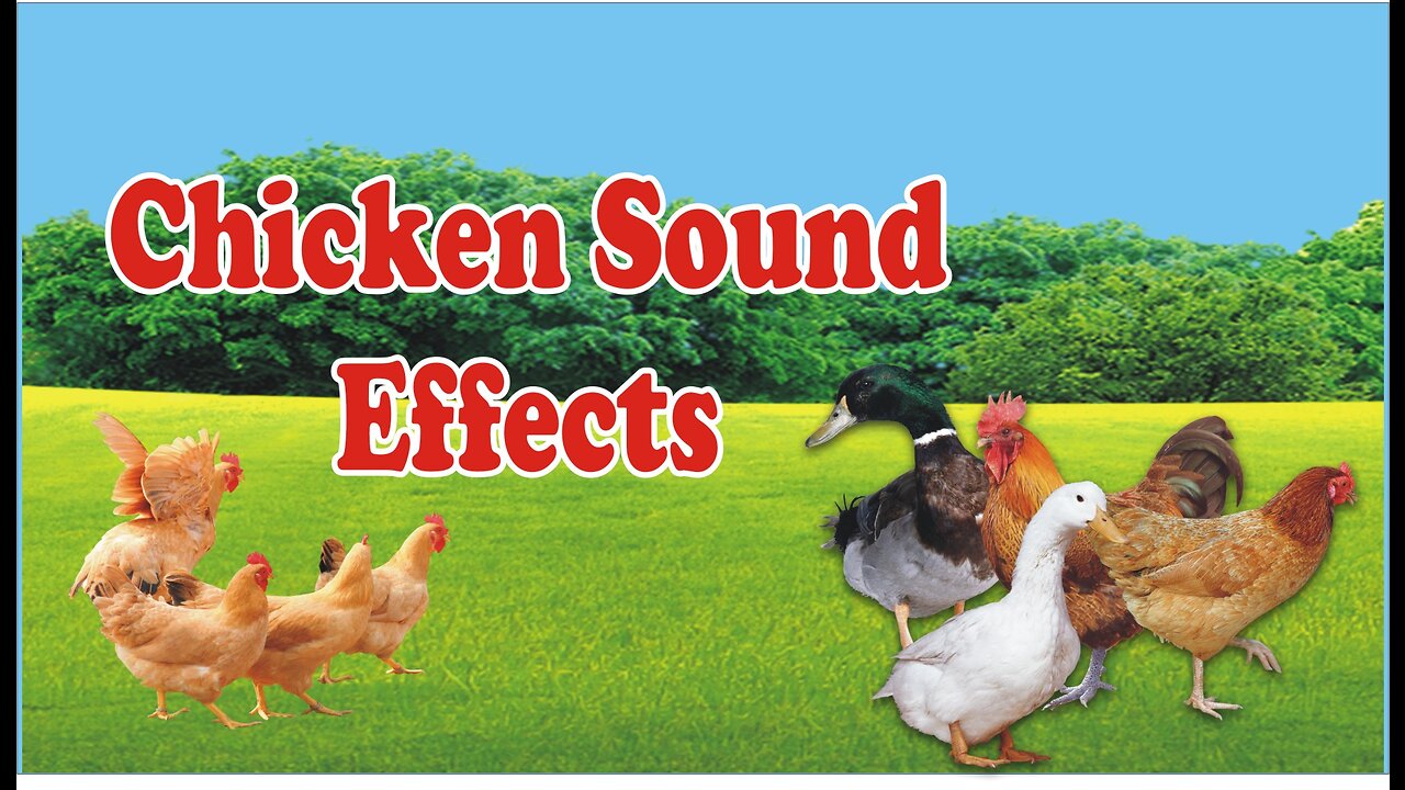 chicken clucking sound effect | Hen Forming birds