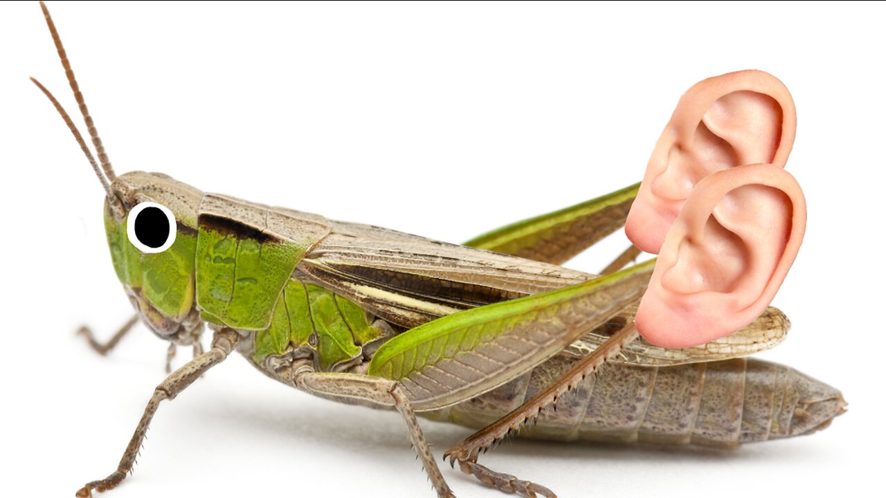 Crickets have their ears in their knees!