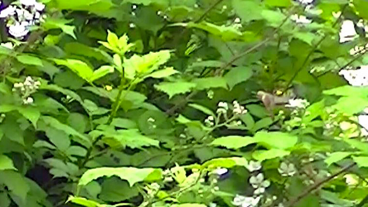 IECV NV #638 - 👀 Hummingbird Flying Around The Black Berries 🐥6-18-2018