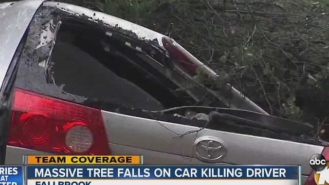 Massive tree falls on car, killing driver