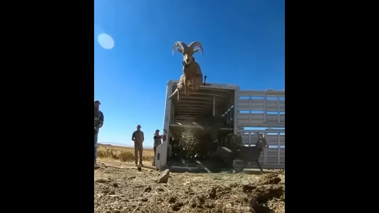 When animals are released for the first time | Their reaction is amazing and strange