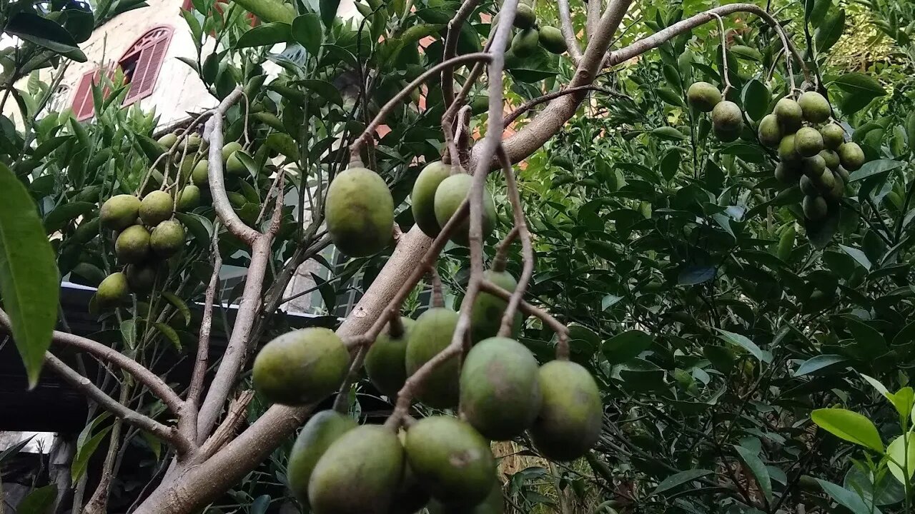 frutífera produzindo em vaso atemoia cajá jabuticaba carambola mel framboesa abricó araçá boi iogurt