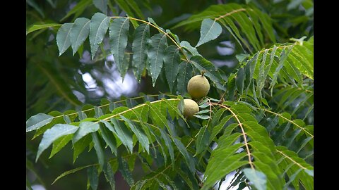 Black Walnut Leaf (Juglans nigra)