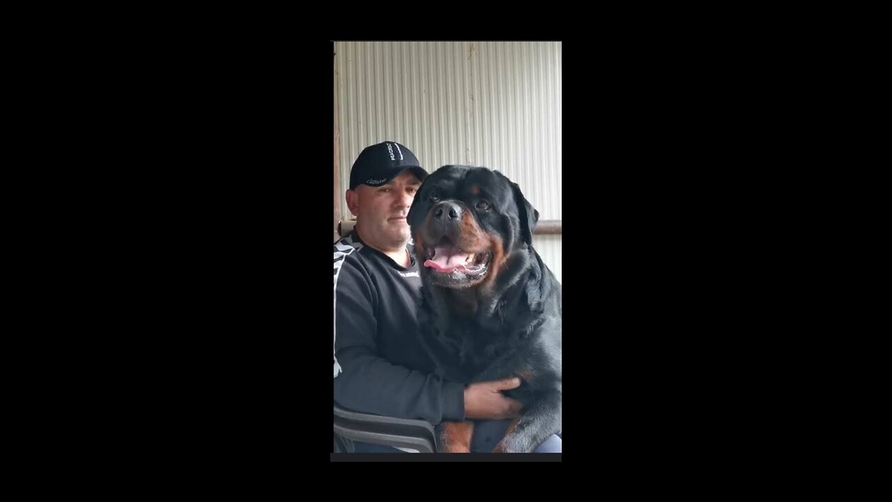 Funny dogs videos
