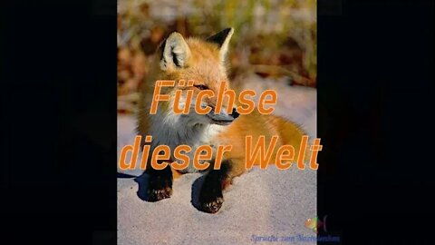 Füchse dieser Welt