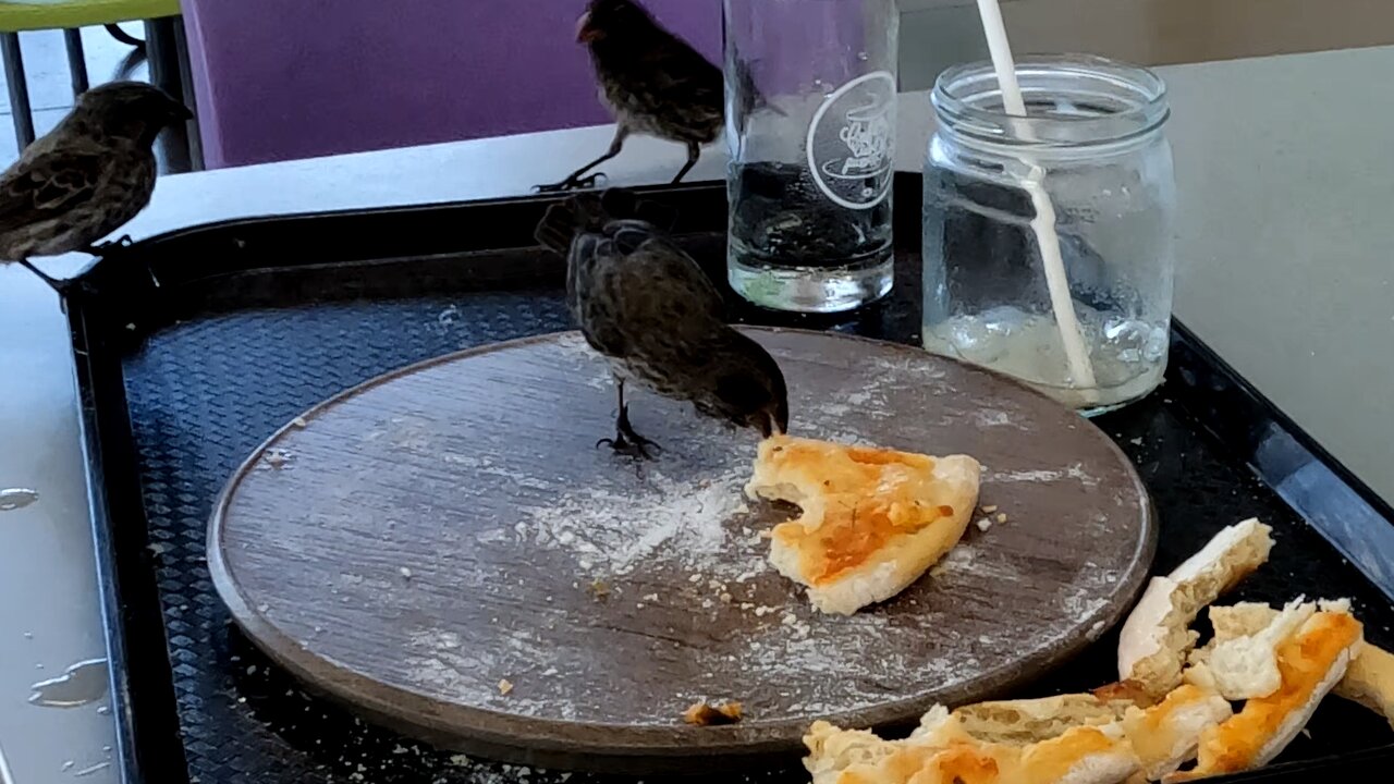 Tiny finches feast on leftover airport pizza in the Galapagos Islands