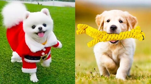 Baby Dogs - Cute and Funny Dog Videos Compilation