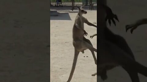 Kangaroo😇 vs Kangaroo 😎